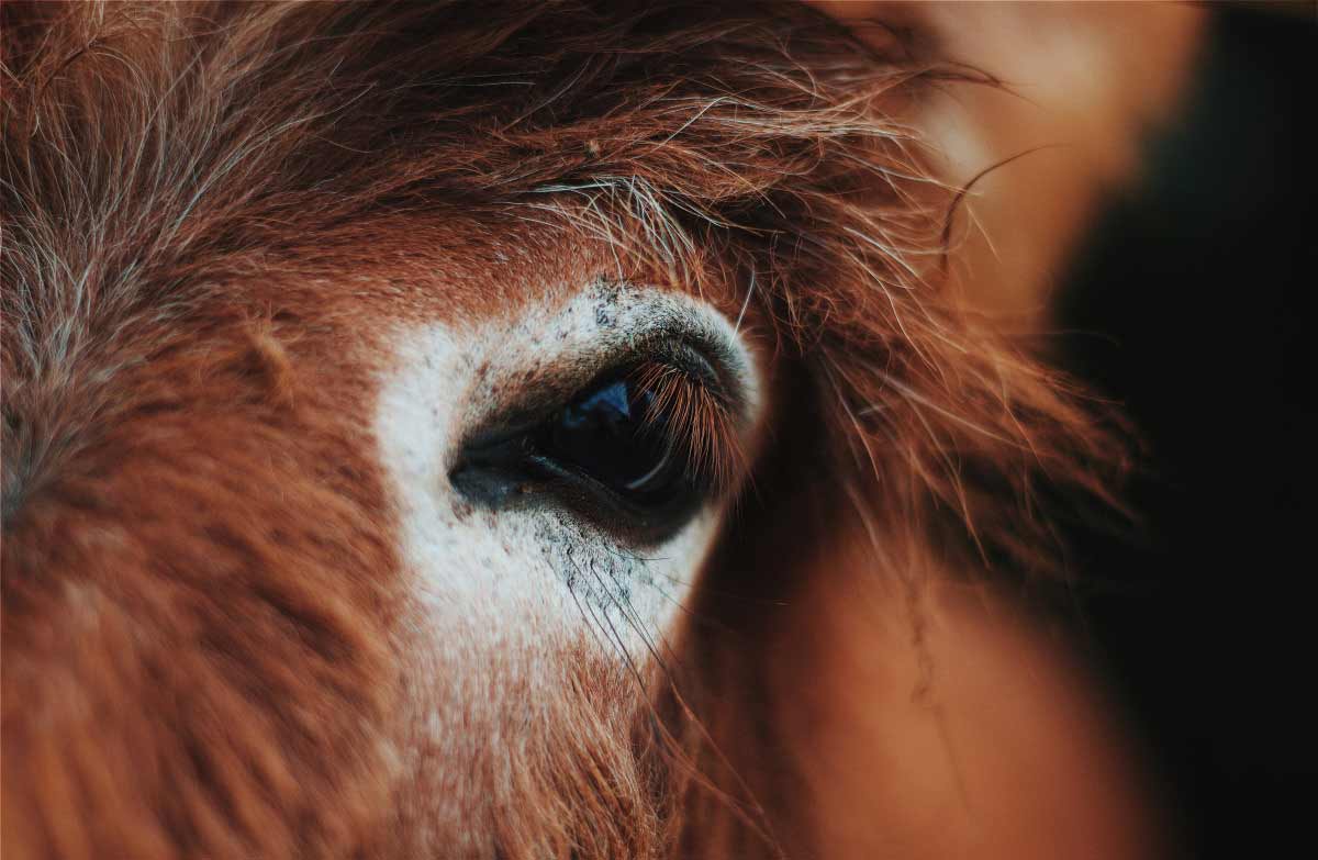 horse is scared