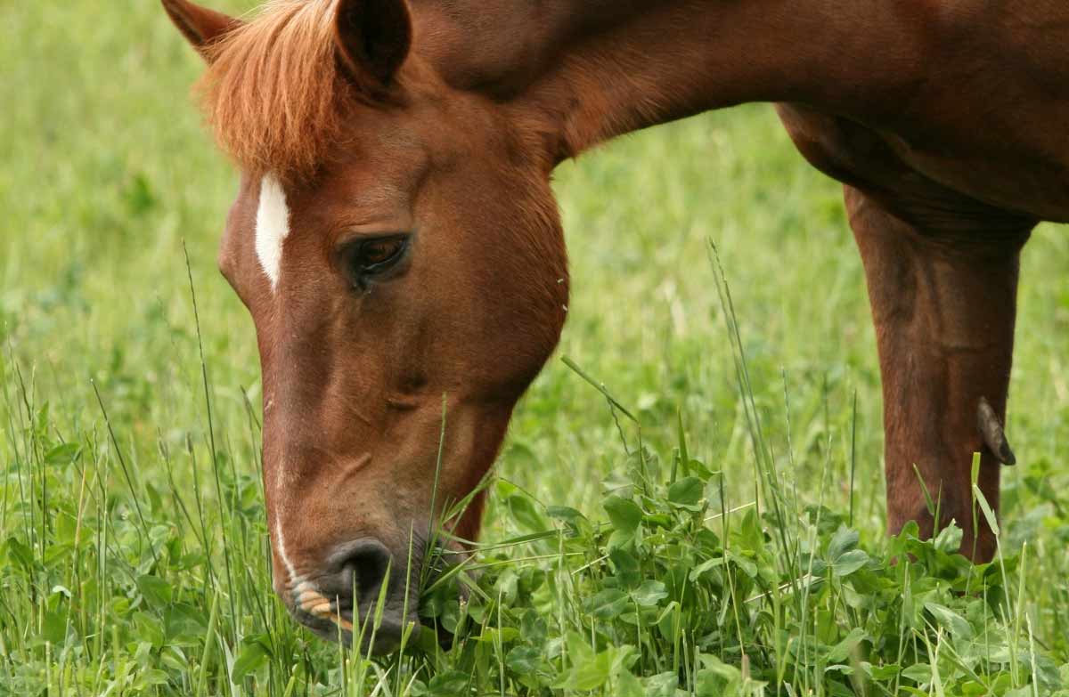 how to feed a horse