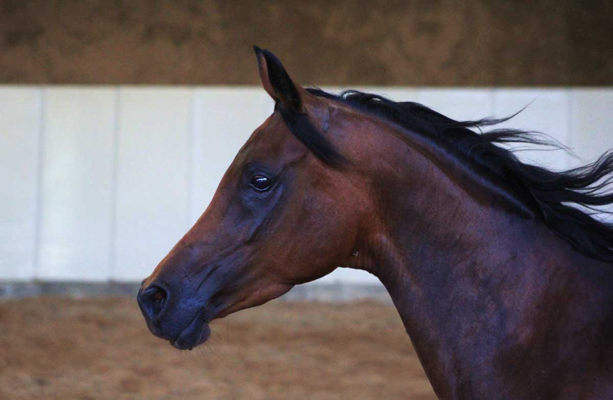how to get a colicky horse to drink
