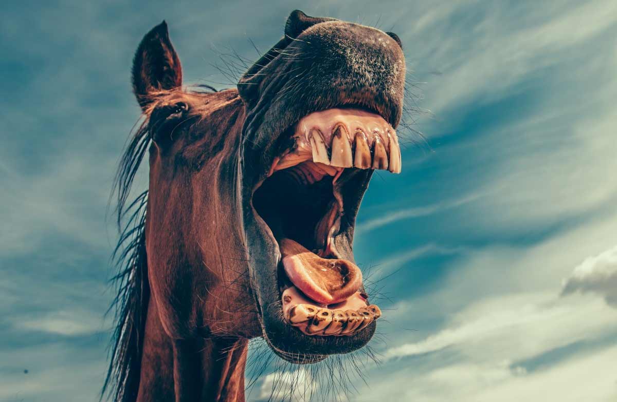 how to know if your horse is in good shape