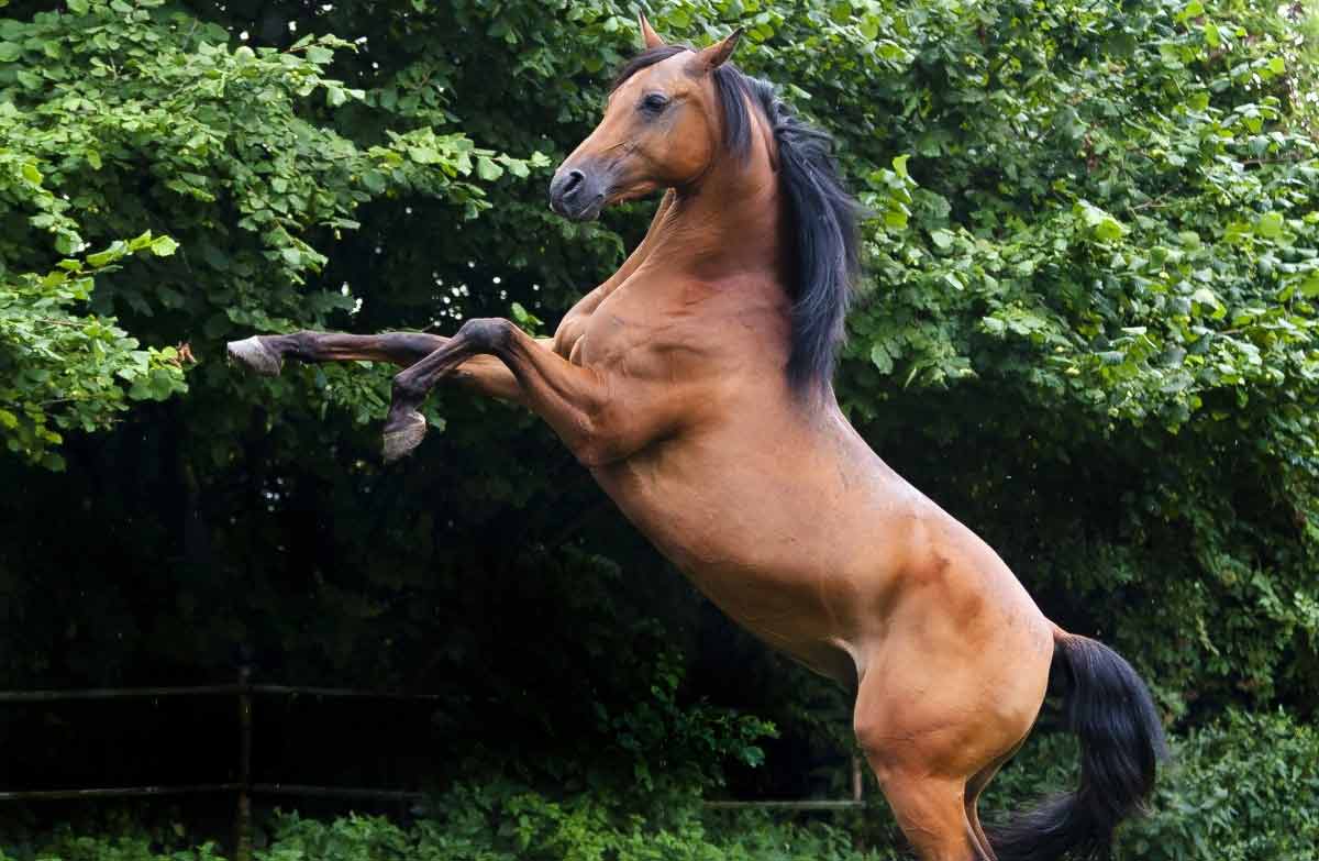 sand in horses gut