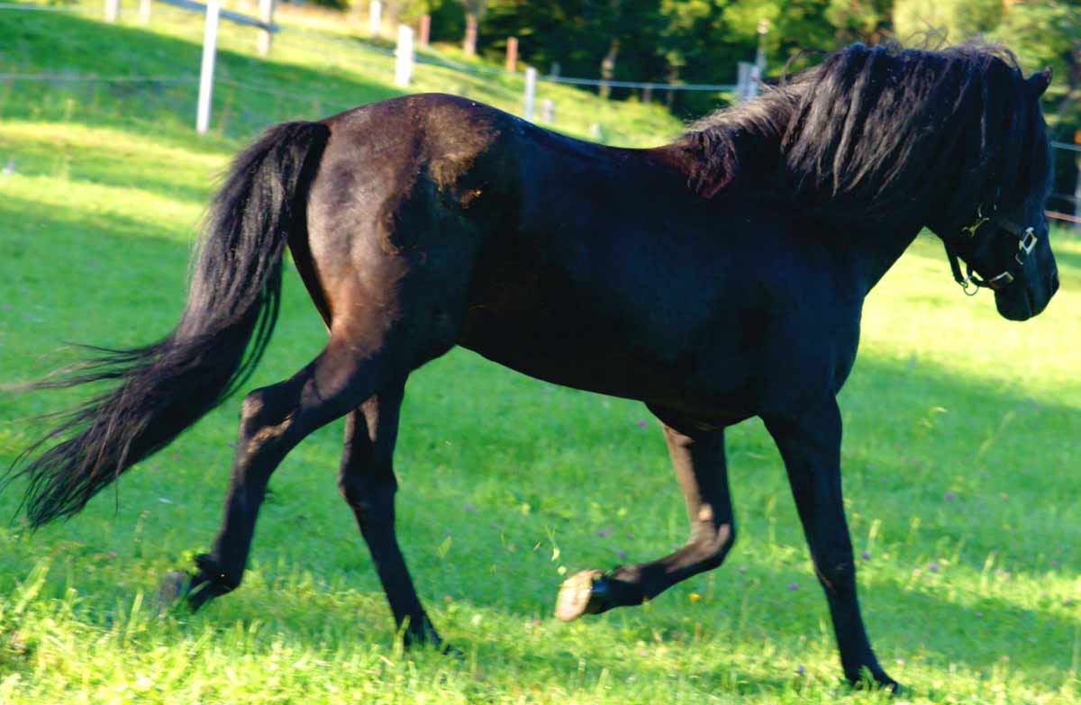 Bosnian Mountain horse