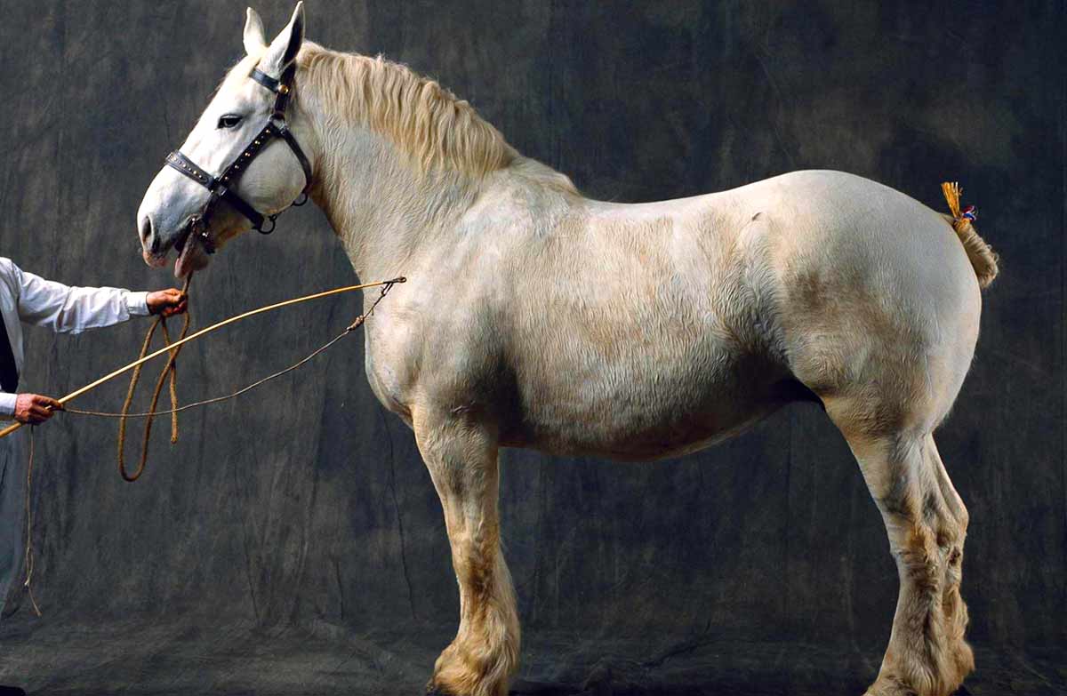 Boulonnais horse