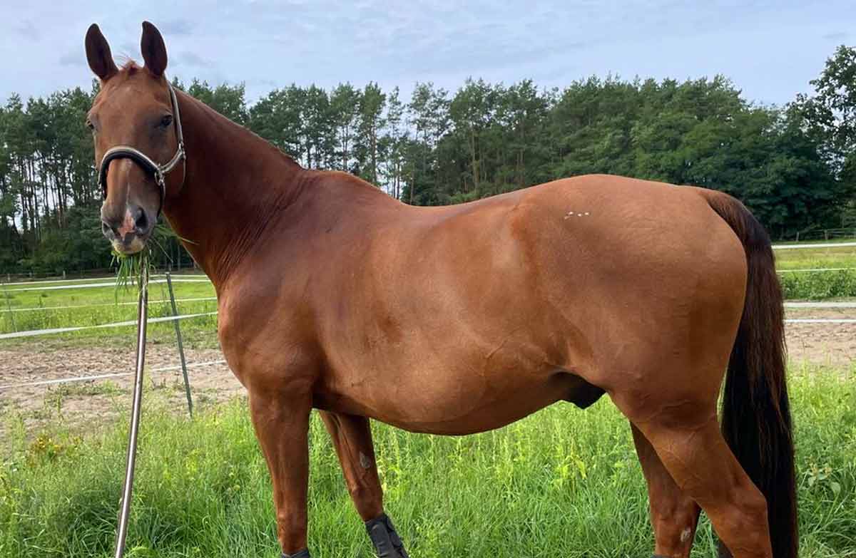 Brandenburger Horse