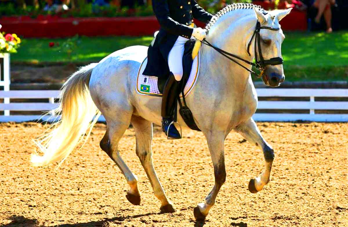 Brazilian Sport horse