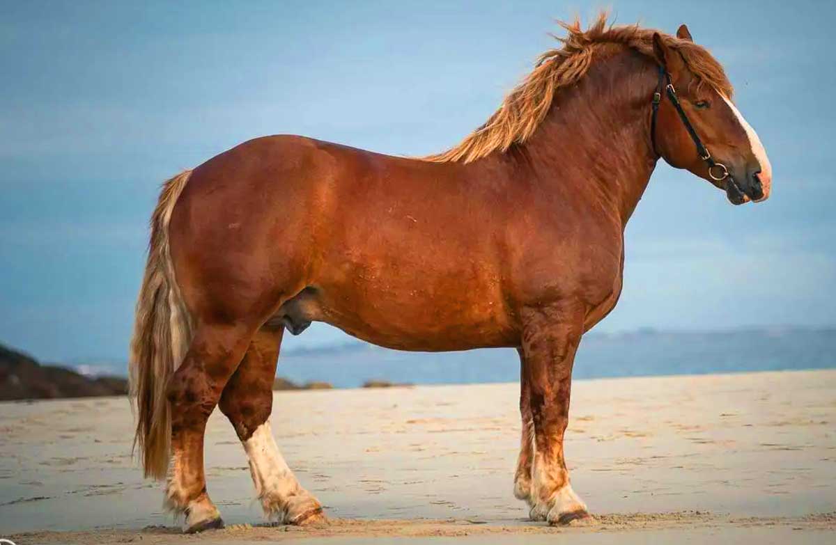 Breton horse