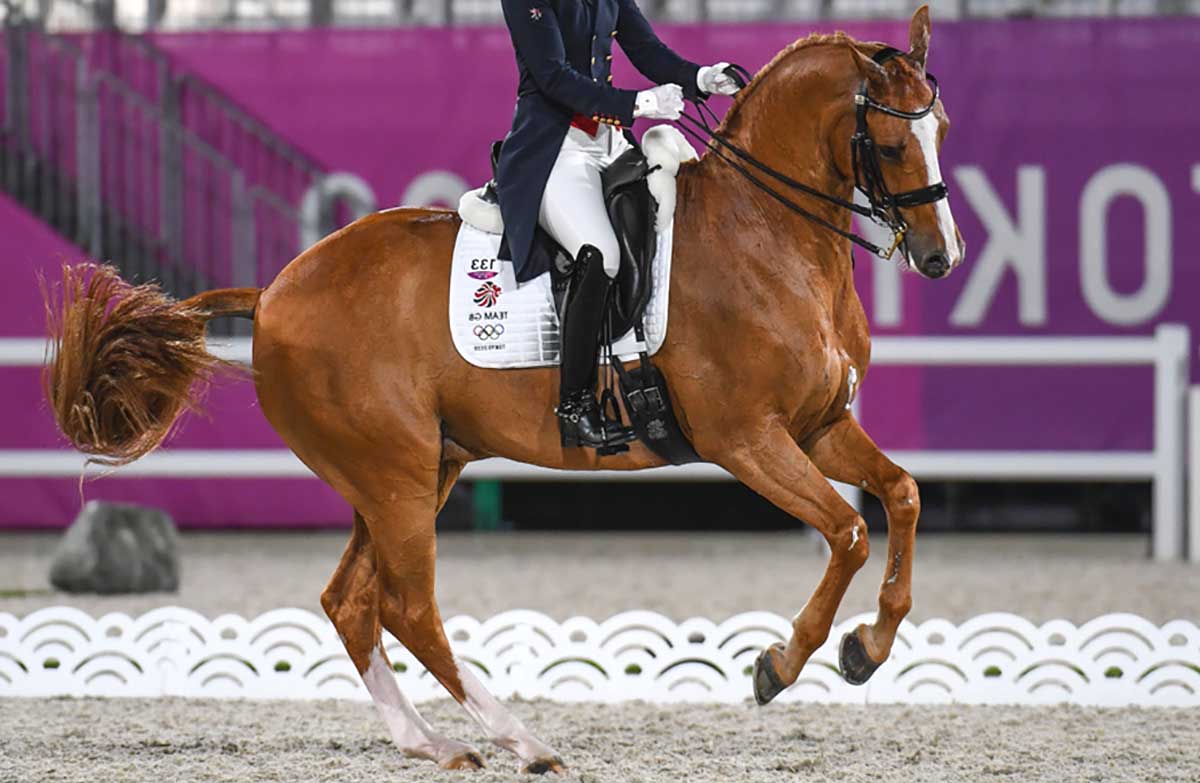 British Warmblood horse