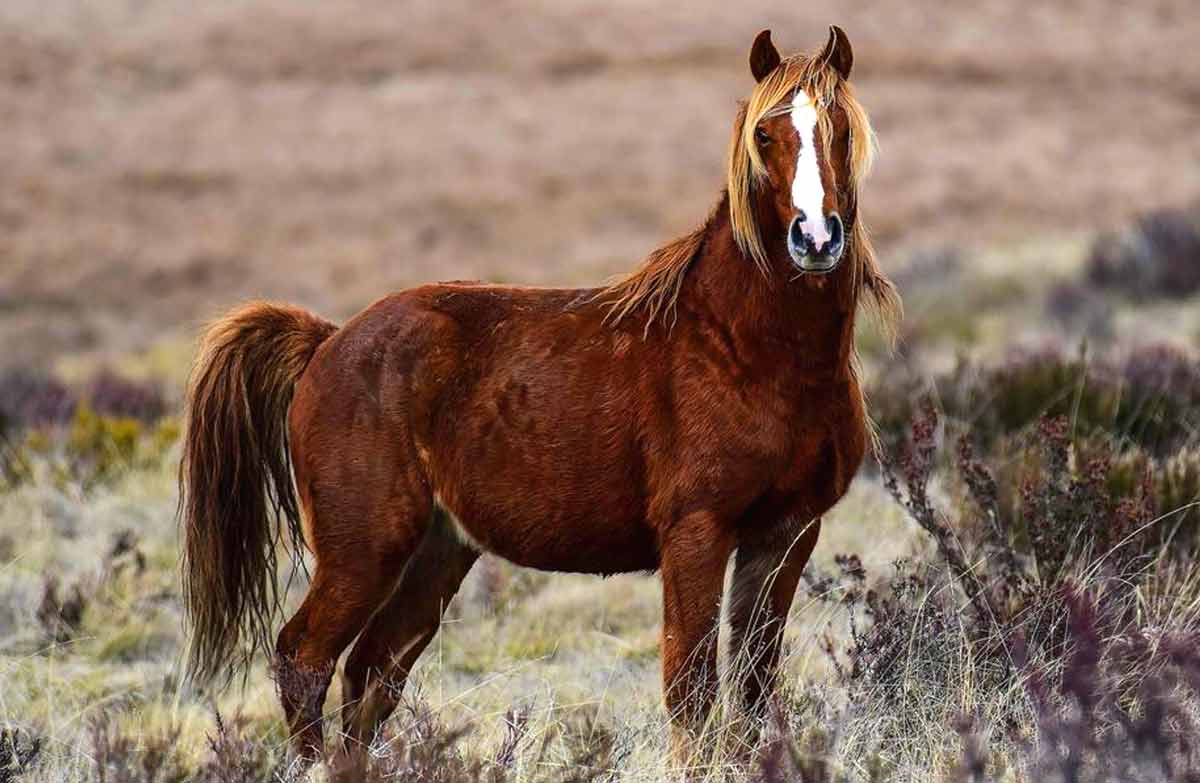 Brumby horse