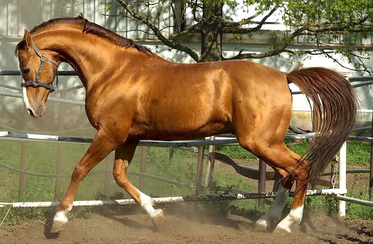 Budyonny horse
