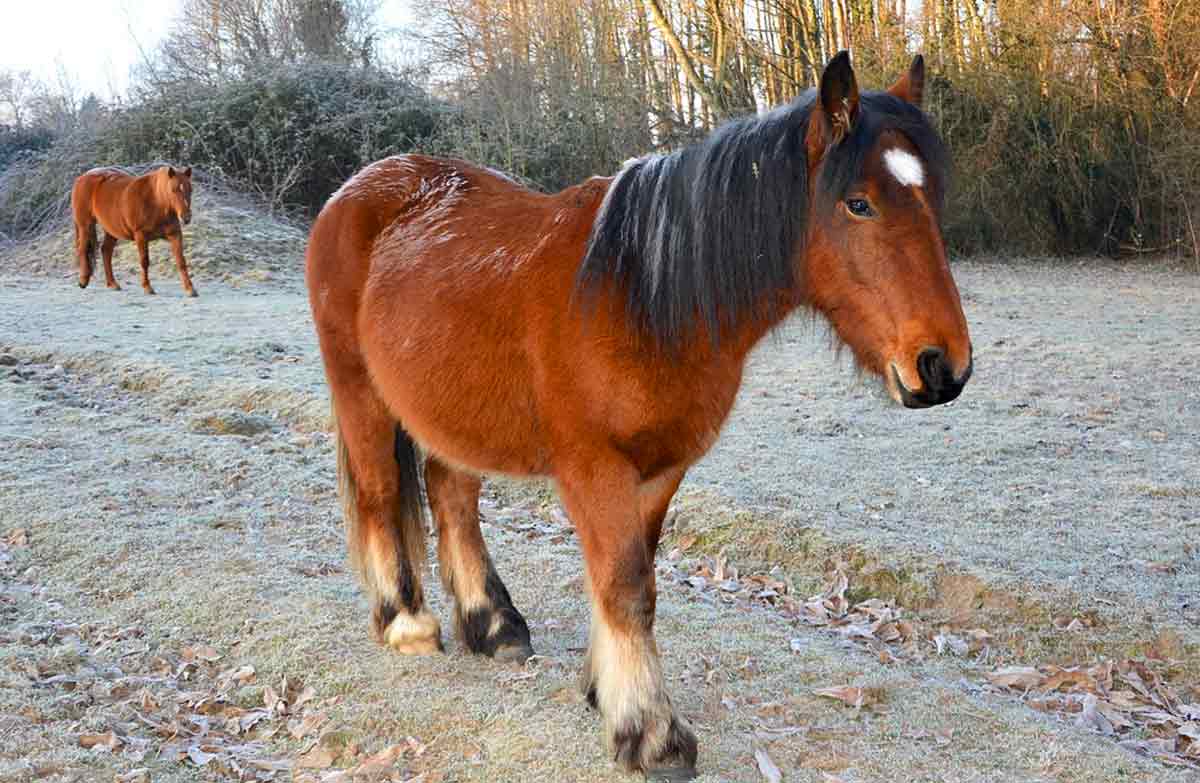 Burguete Horse