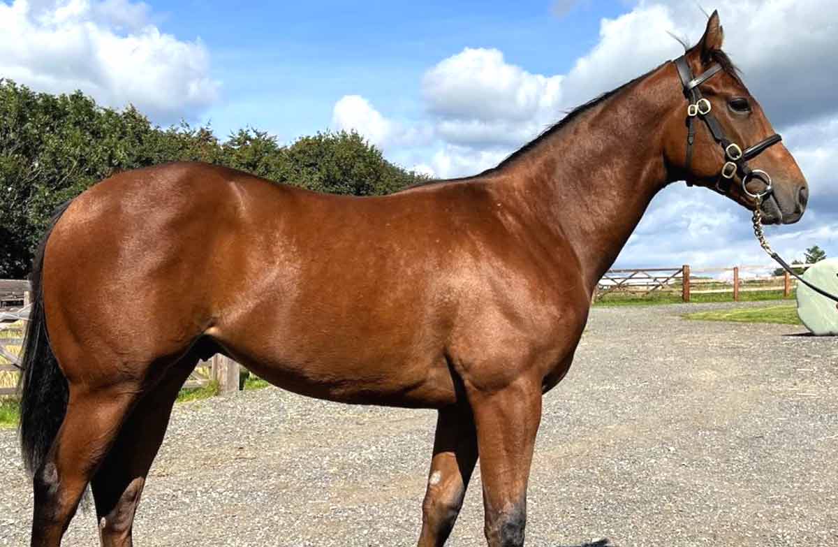 Burmese horse