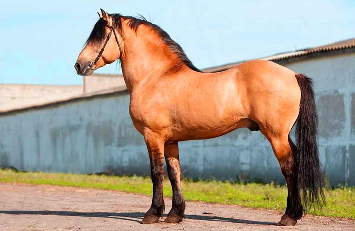 Byelorussian Harness horse