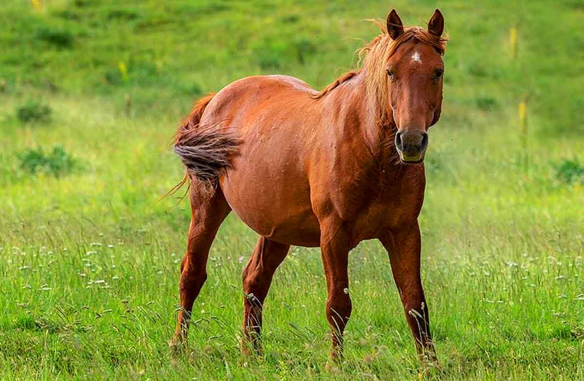 Calabrese Horse