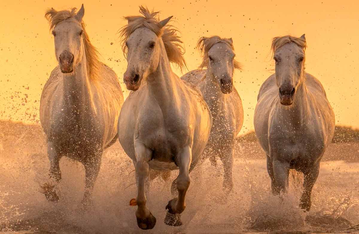 Camargue Horse