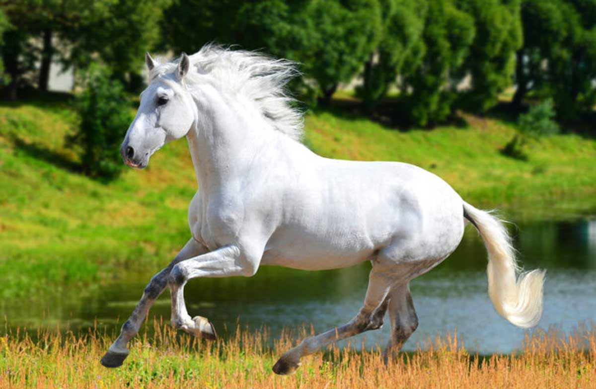 Camarillo White Horse