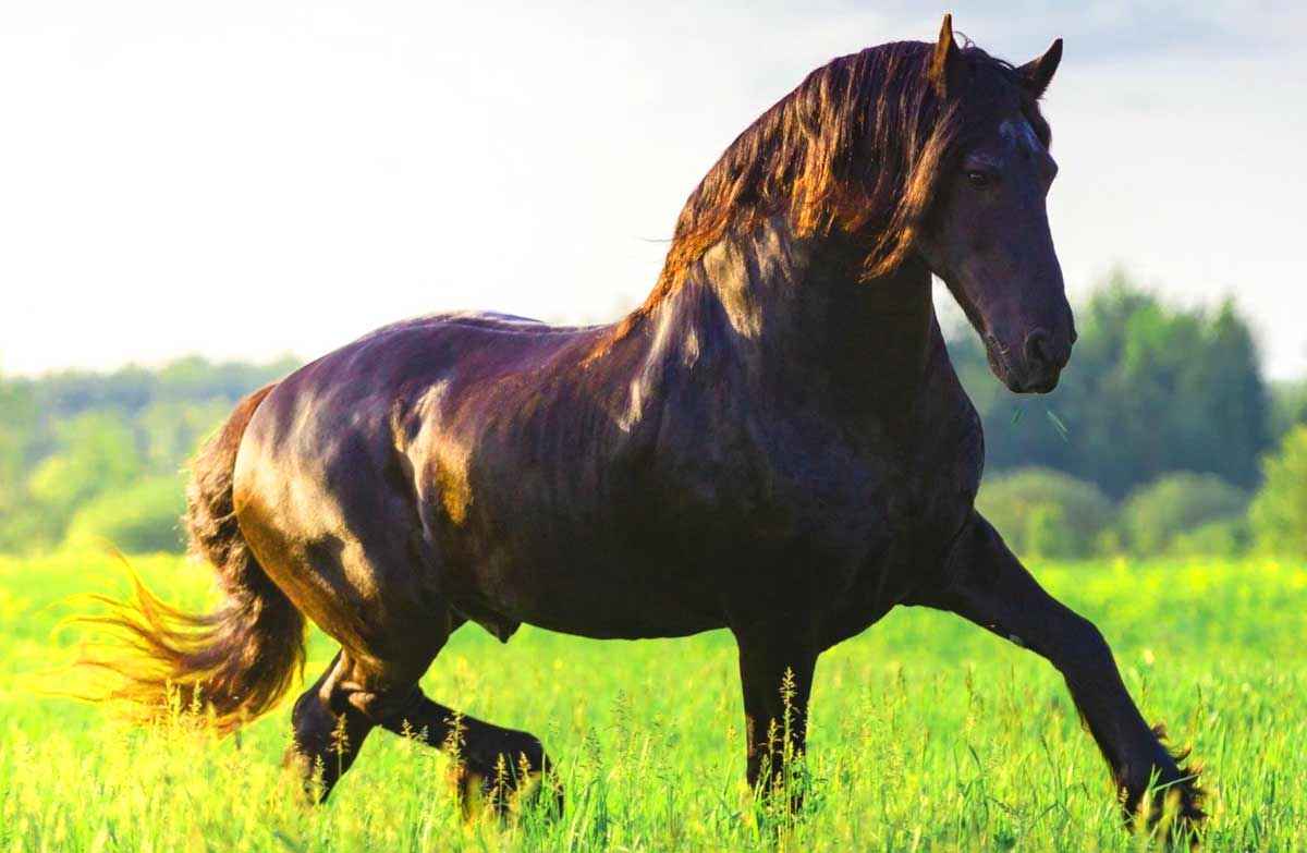 Campeiro Horse