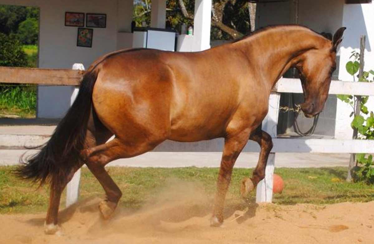 Campolina Horse