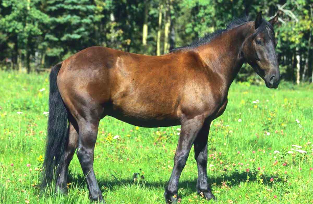 Canadian Horse