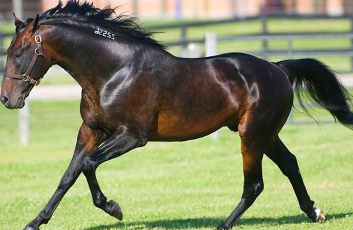 Canadian Pacer Horse