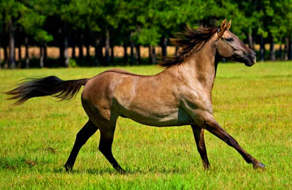 Carolina Marsh Tacky Horse