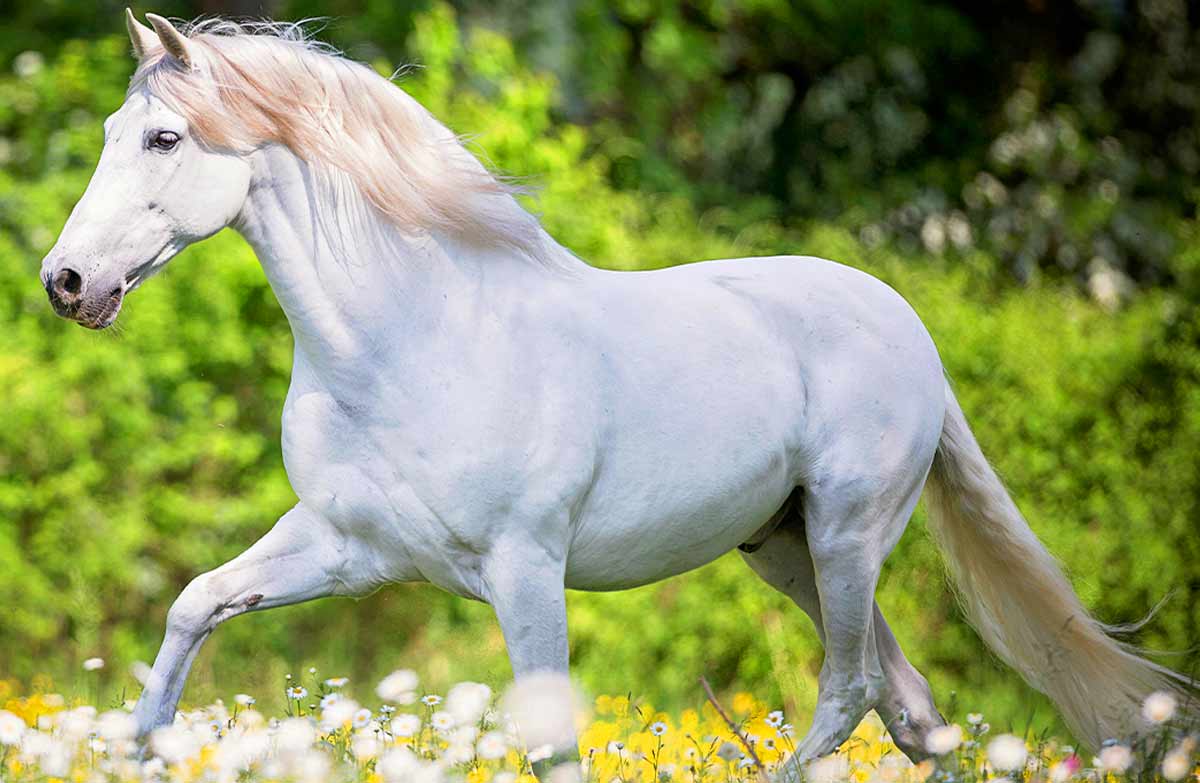 Carthusian Spanish Horse