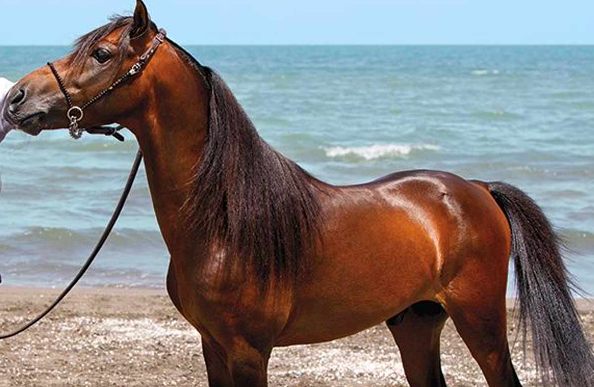 Caspian Horse