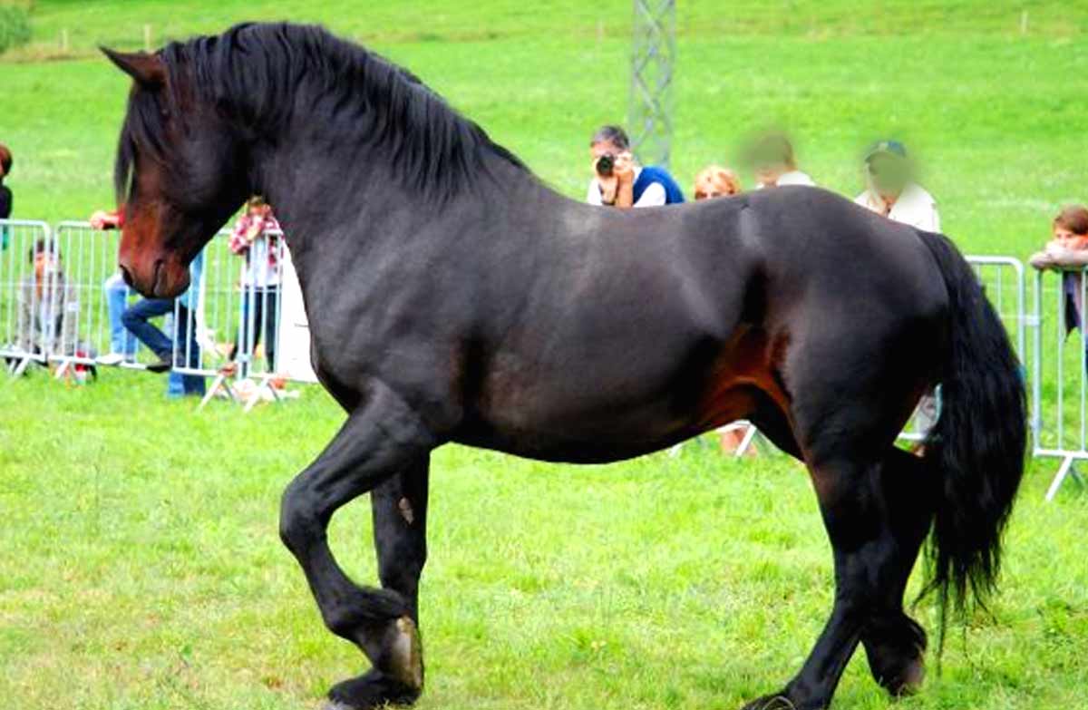 Castillonnais Horse