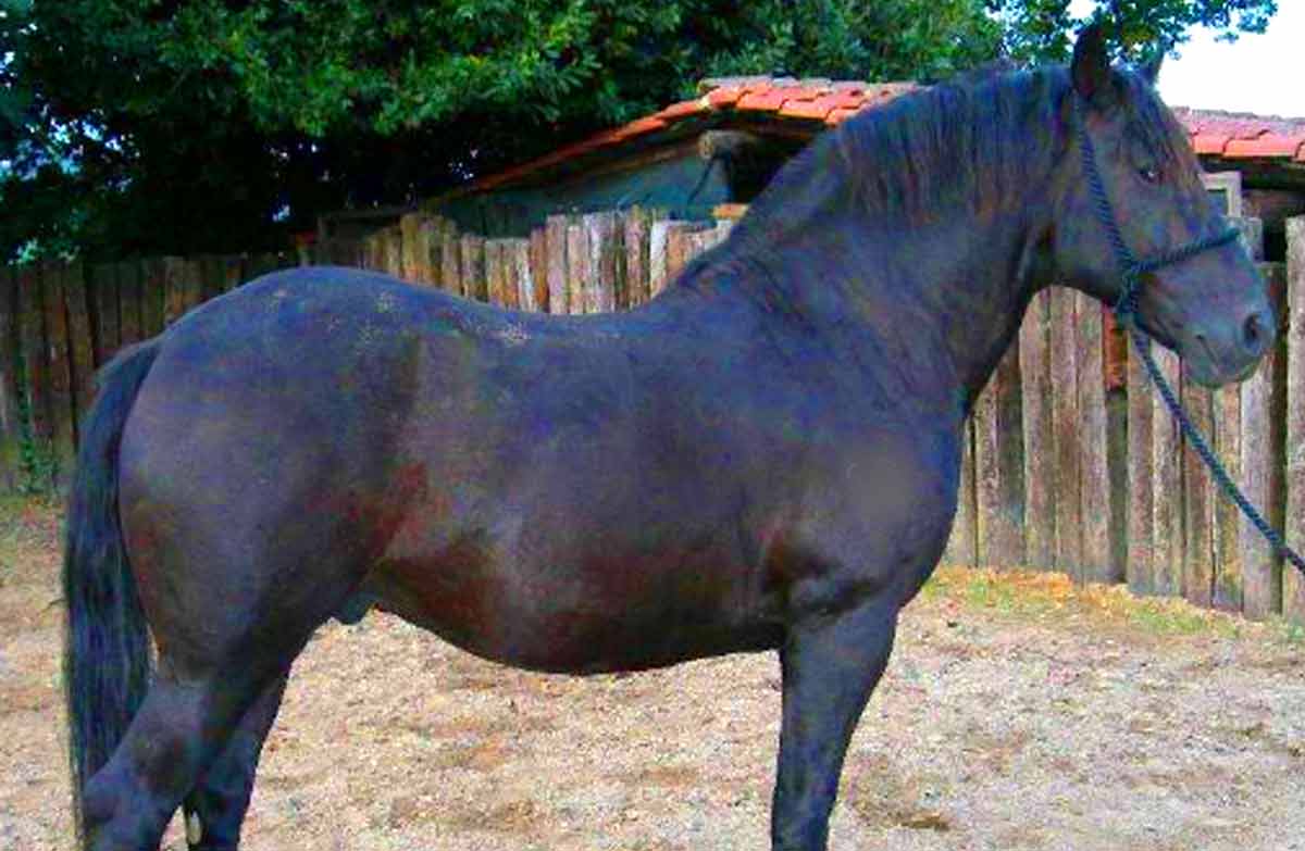 Cavallo Romano della Maremma Laziale Horse