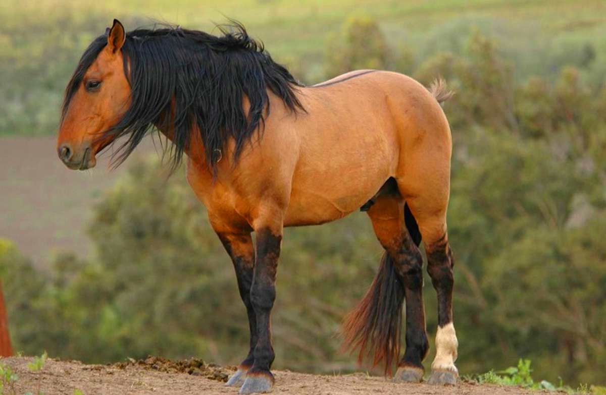 Cerbat Mustang Horse