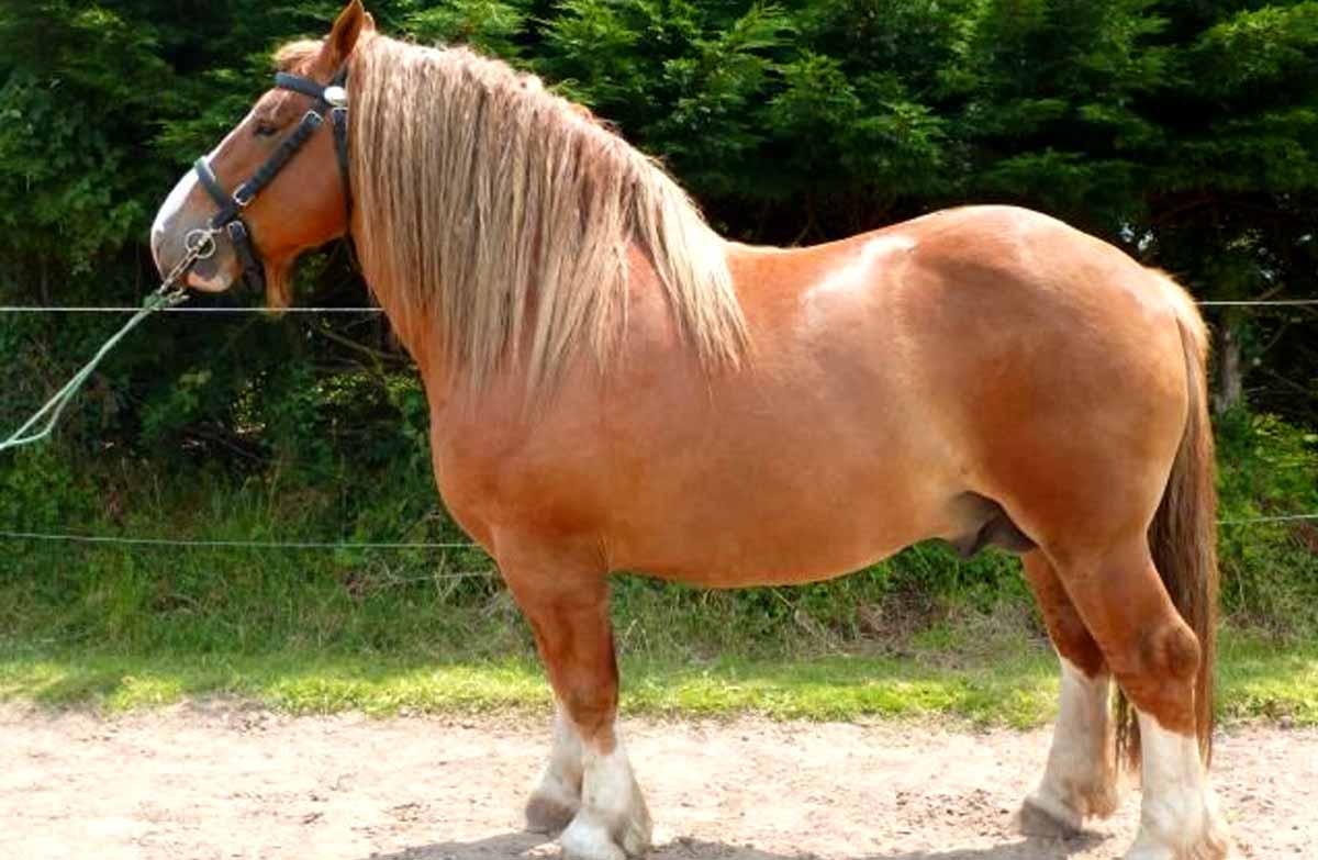 Chaidamu Horse