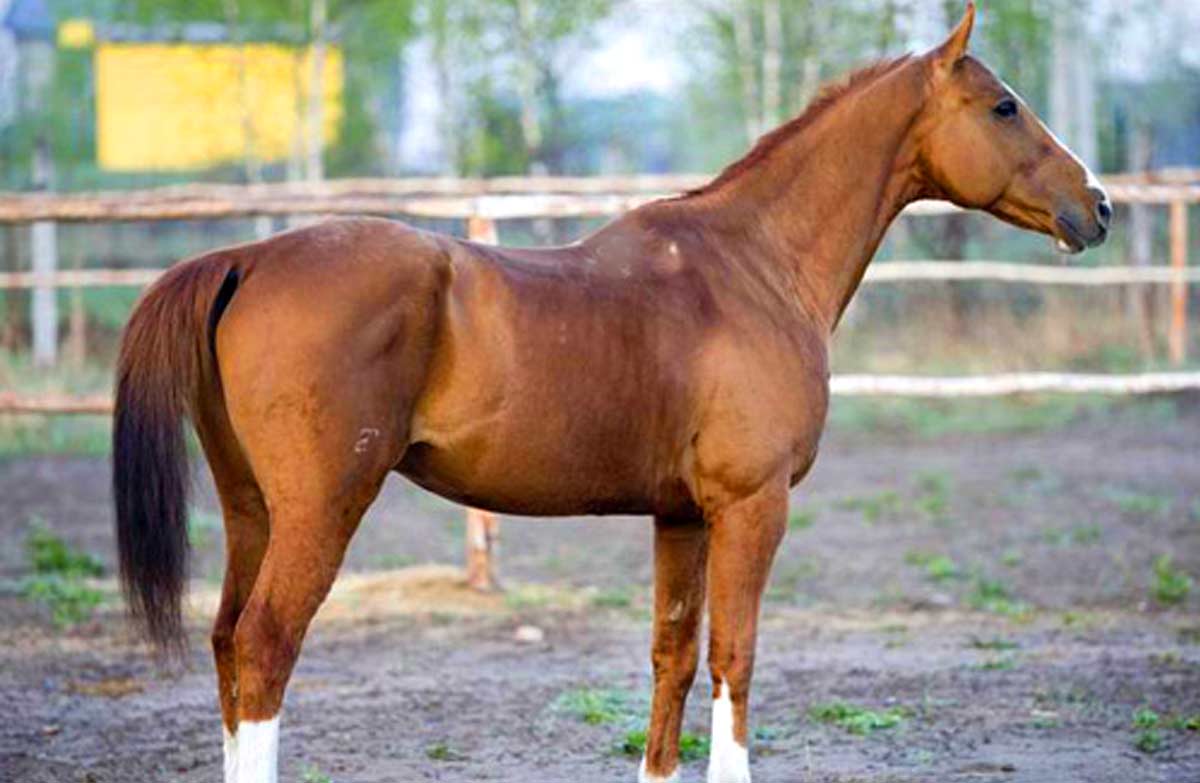 Chernomor Horse