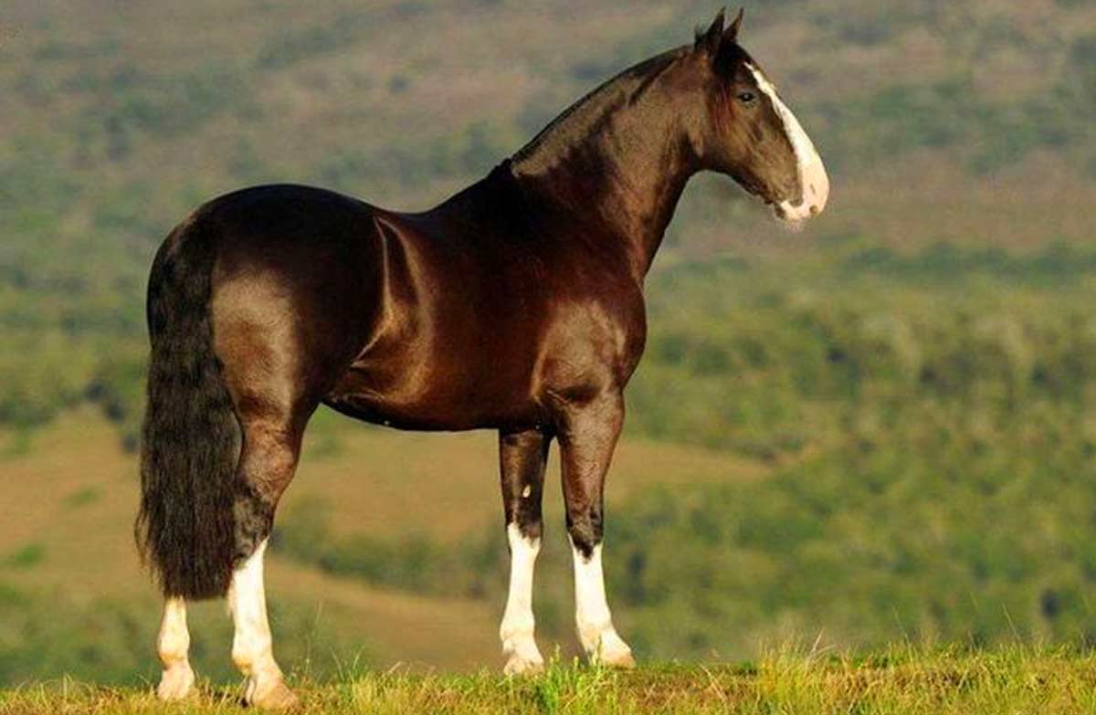Chilean Horse