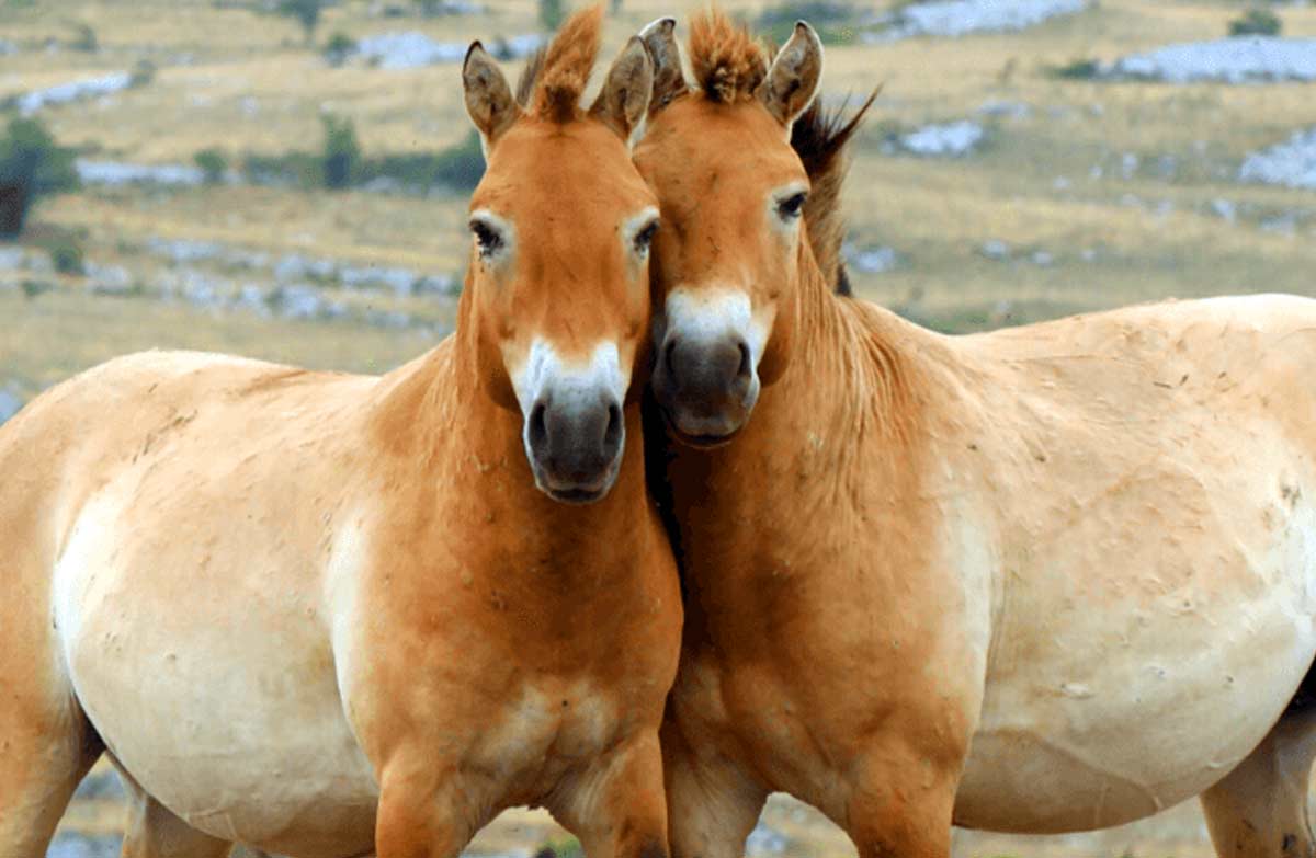 Chinese Mongolian Horse