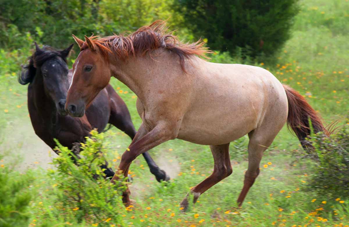 Choctaw Horse