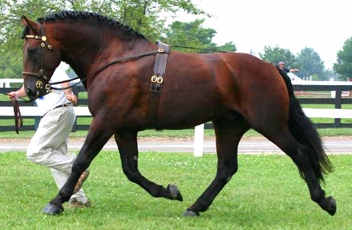 Cleveland Bay Horse