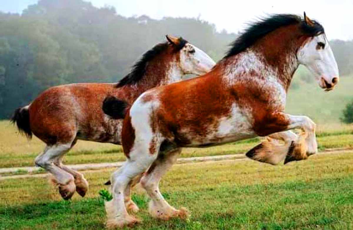 Clydesdale Horse