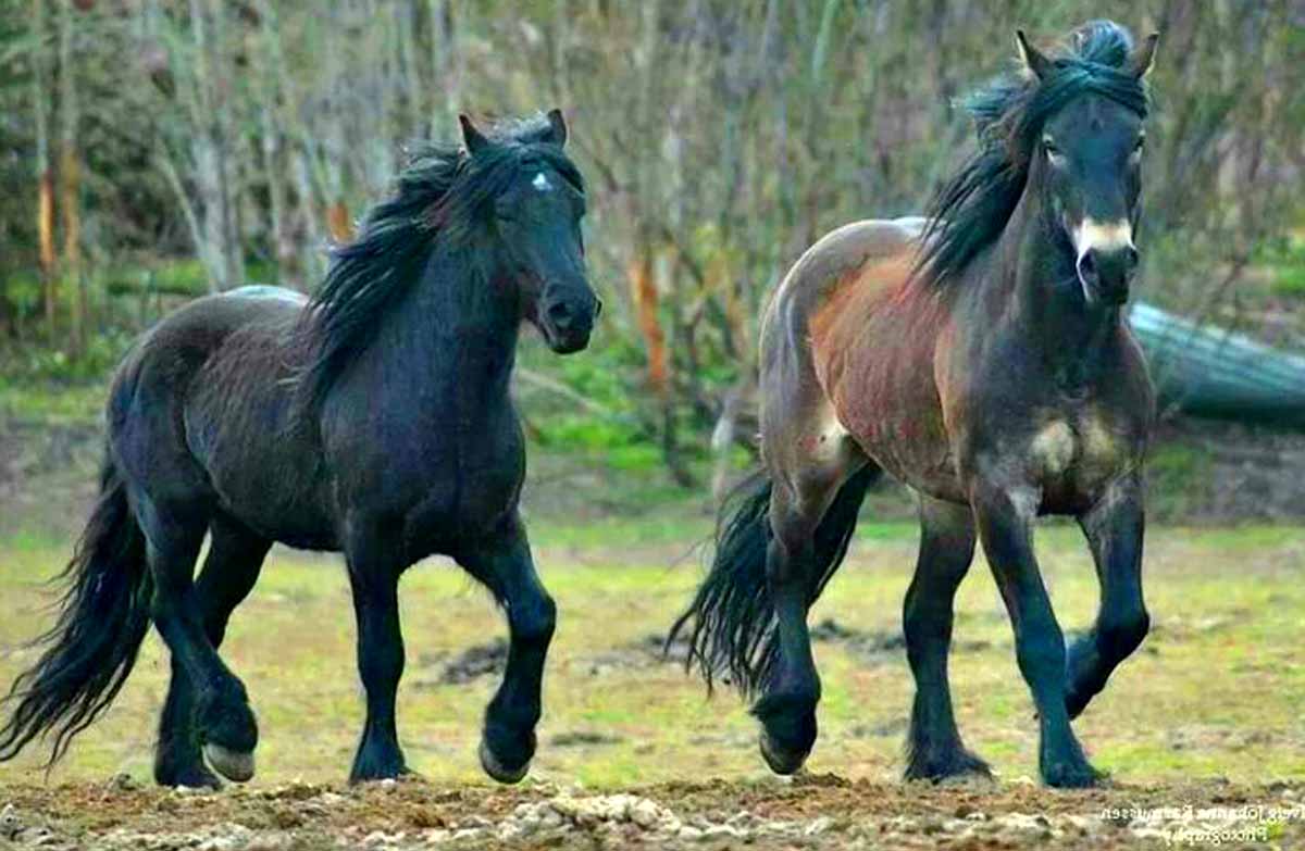 Coldblood trotter Horse
