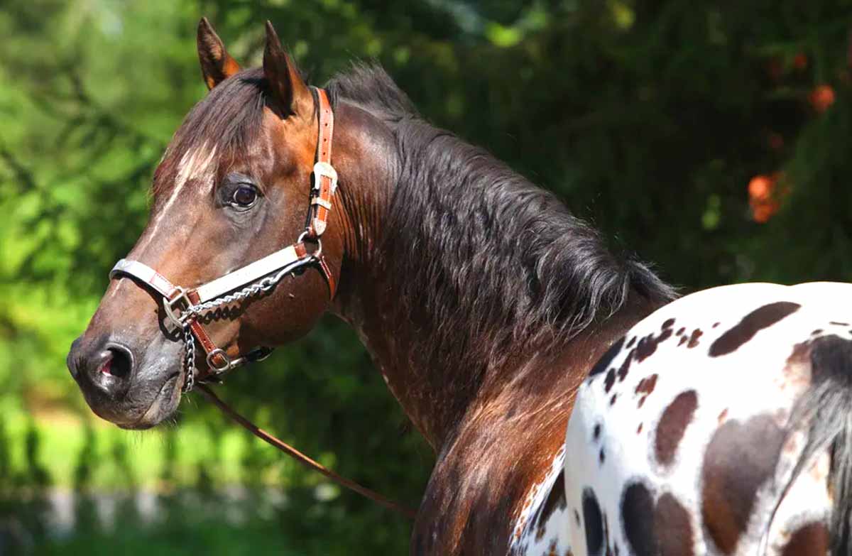 Colorado Ranger Horse