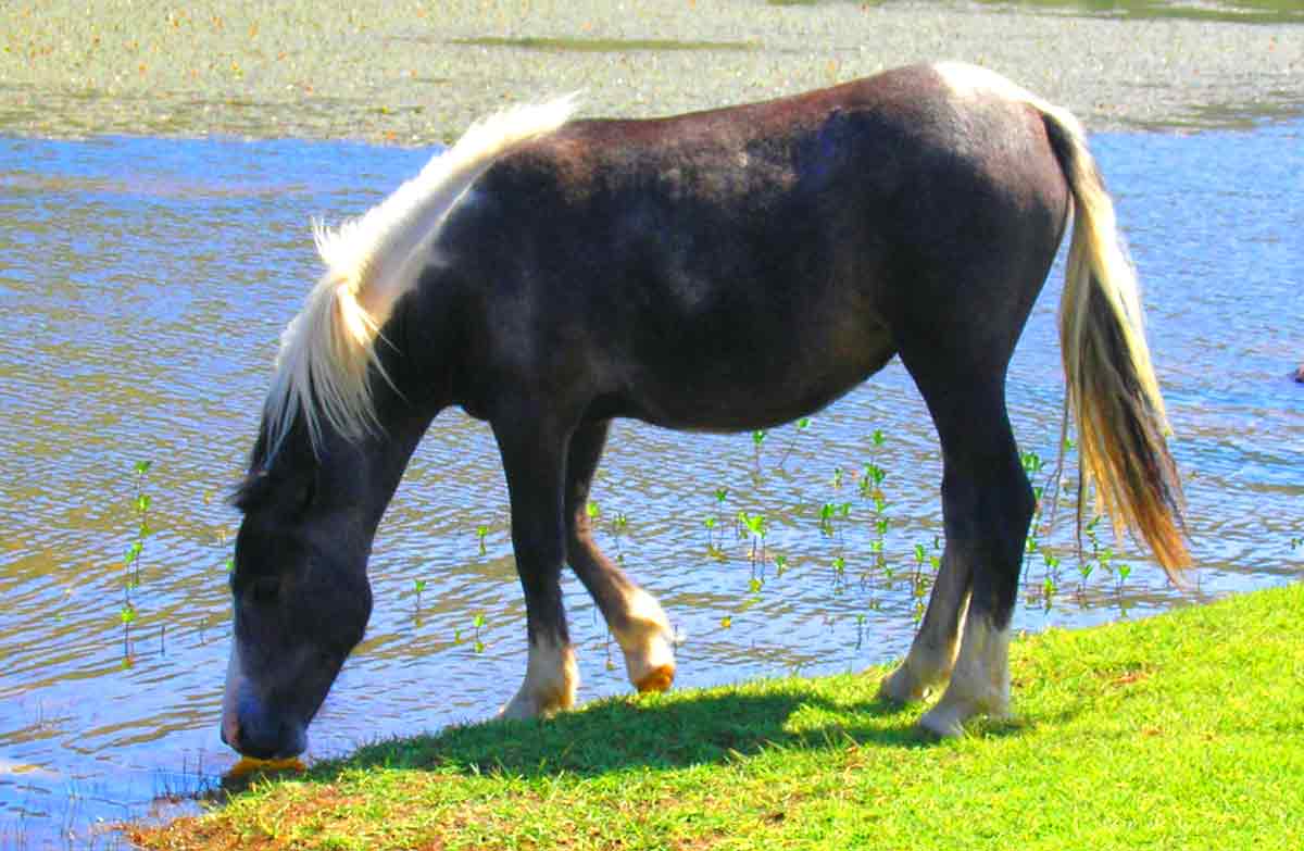 Corsican Horse