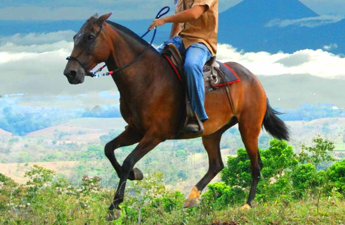 Costa Rican Saddle Horse