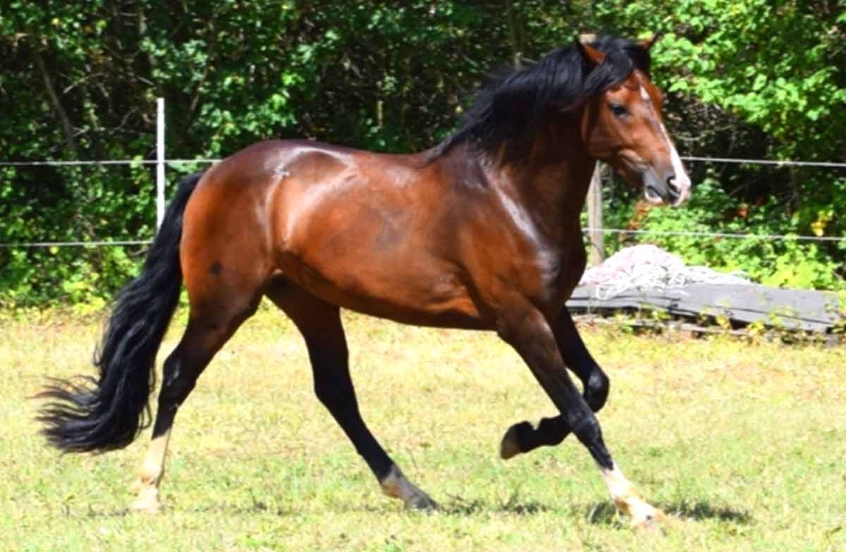 Criollo Horse