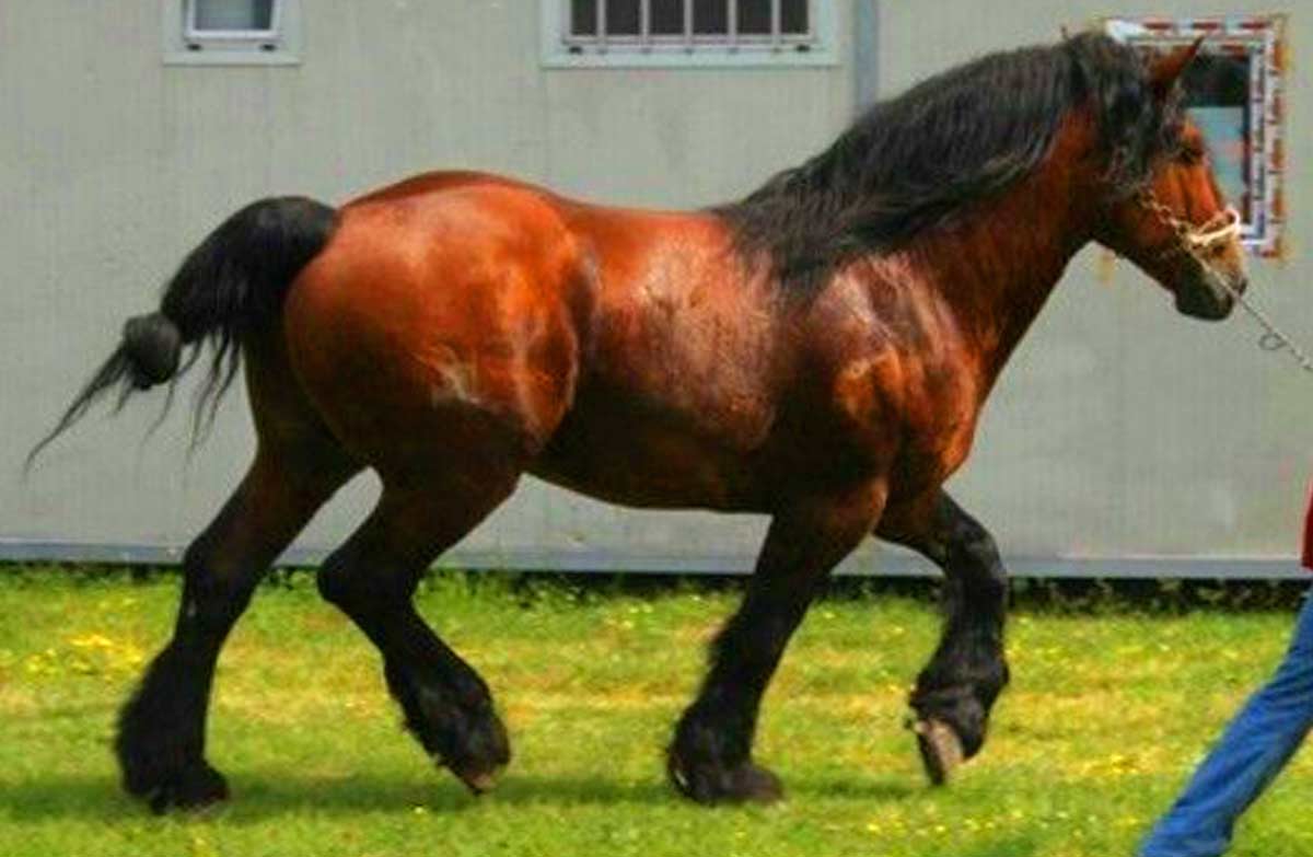 Croatian Coldblood Horse