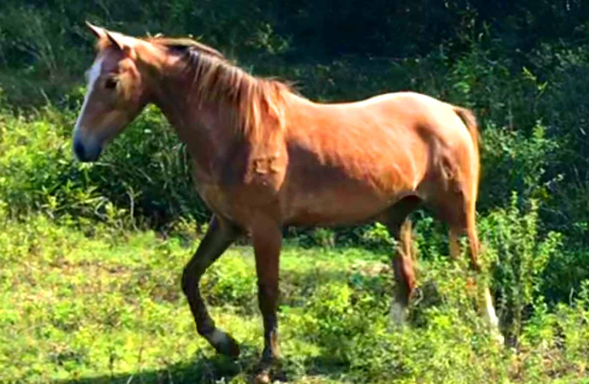 Cuban Criollo Horse