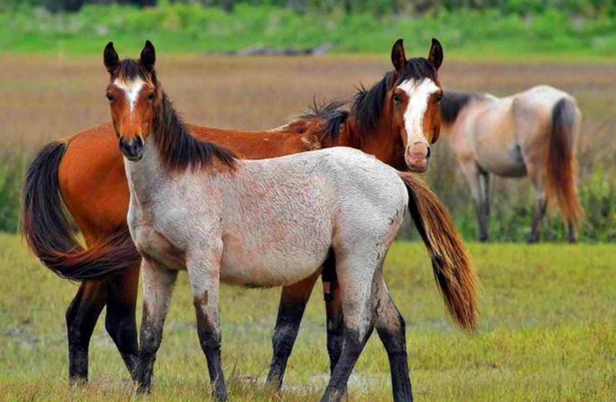 Cumberland Island Horse