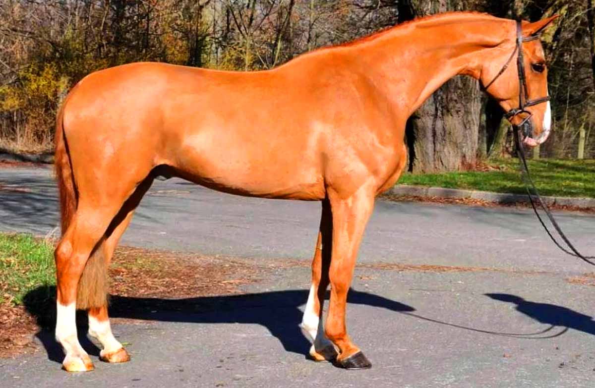 Czech Warmblood Horse