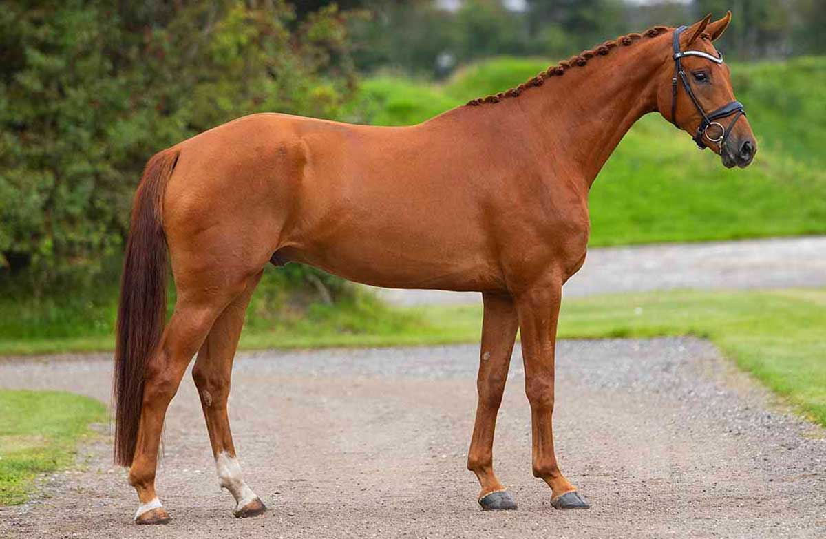 Danish Warmblood Horse