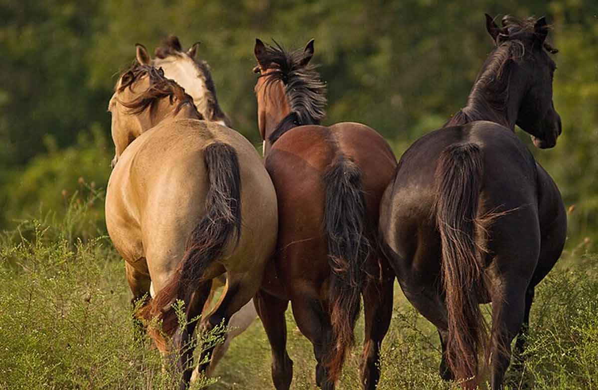 Danube Delta Horse