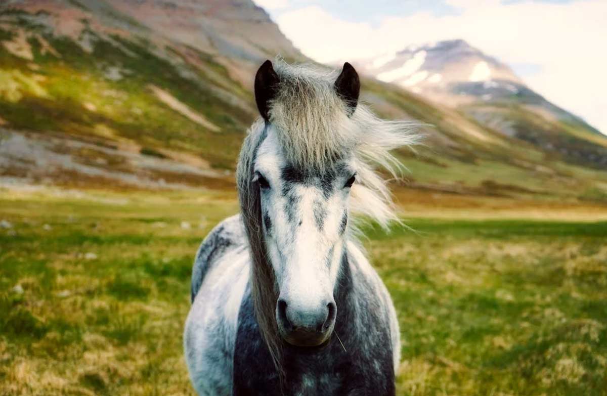Datong Horse