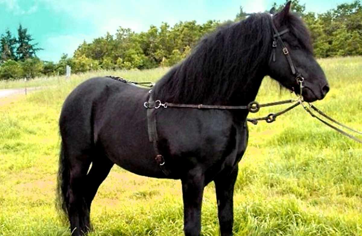 Dole Gudbrandsdal Horse