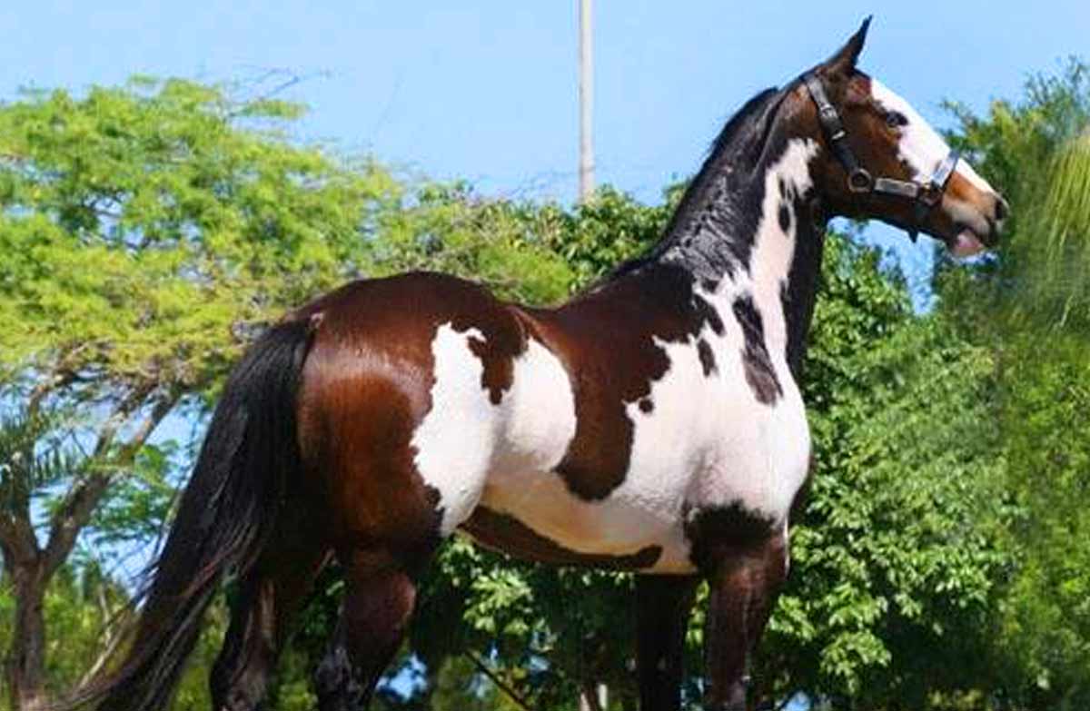 Dongola Horse